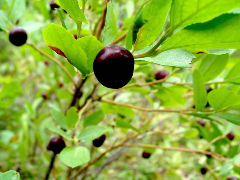 huckleberry-closeup